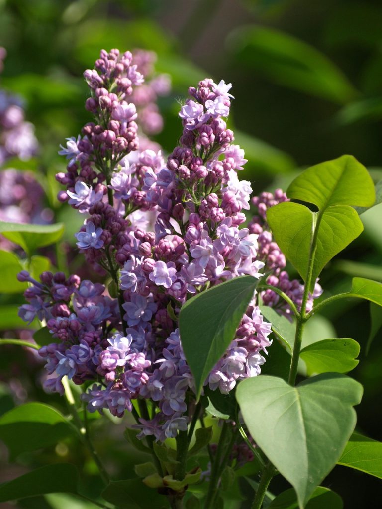 Fleur de lilas