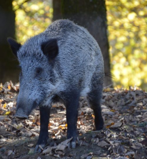 sanglier, boar, wild, leaves, ground, nature, forêt, forest