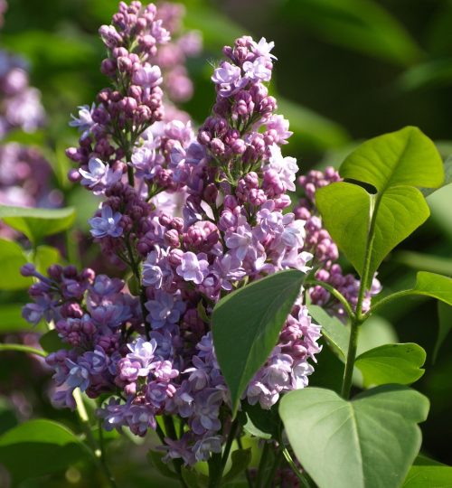 Fleur de lilas