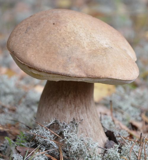 forest, nature, autumn, in the forest, white mushroom, grass forêt cèpe